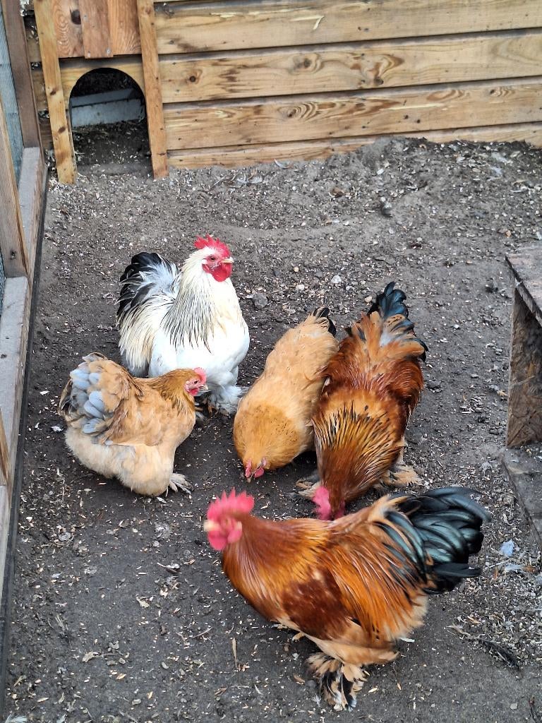 Te koop Cochin hanen, Dieren en Toebehoren, Mannelijk, Kip