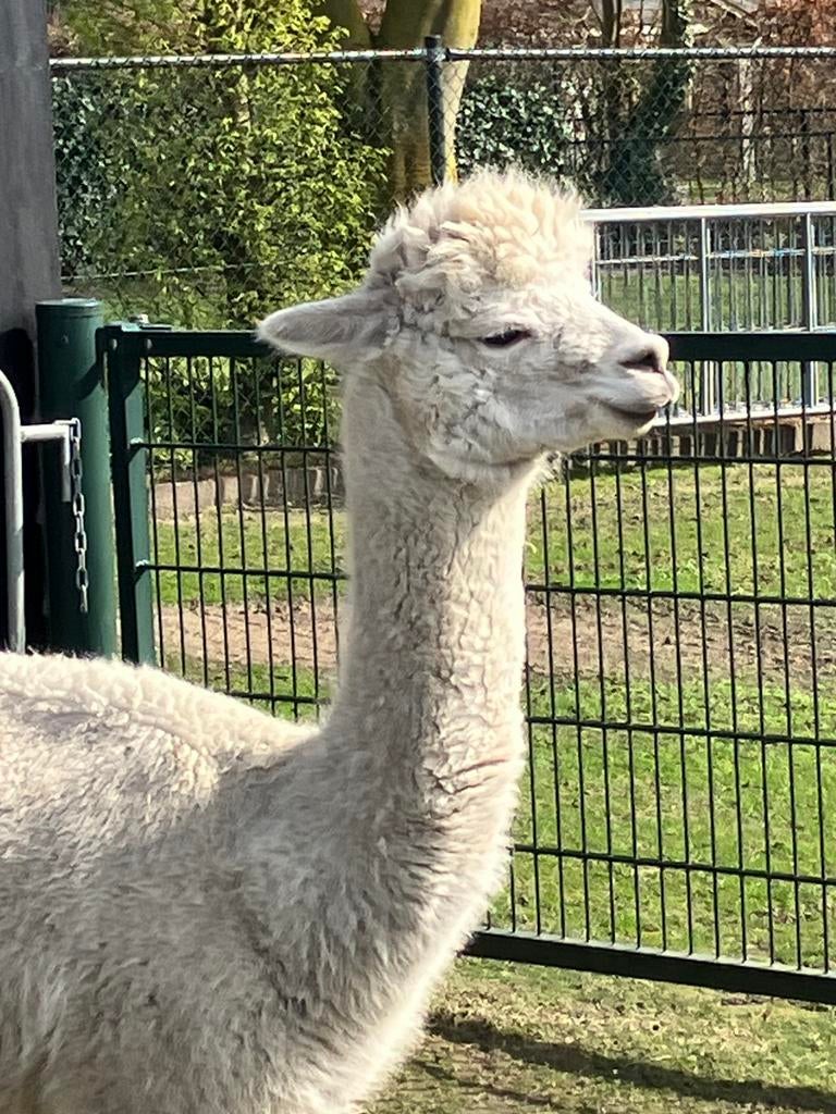 Te koop alpaca merrie, Dieren en Toebehoren, Overige Dieren, Augustus, Vrouwelijk