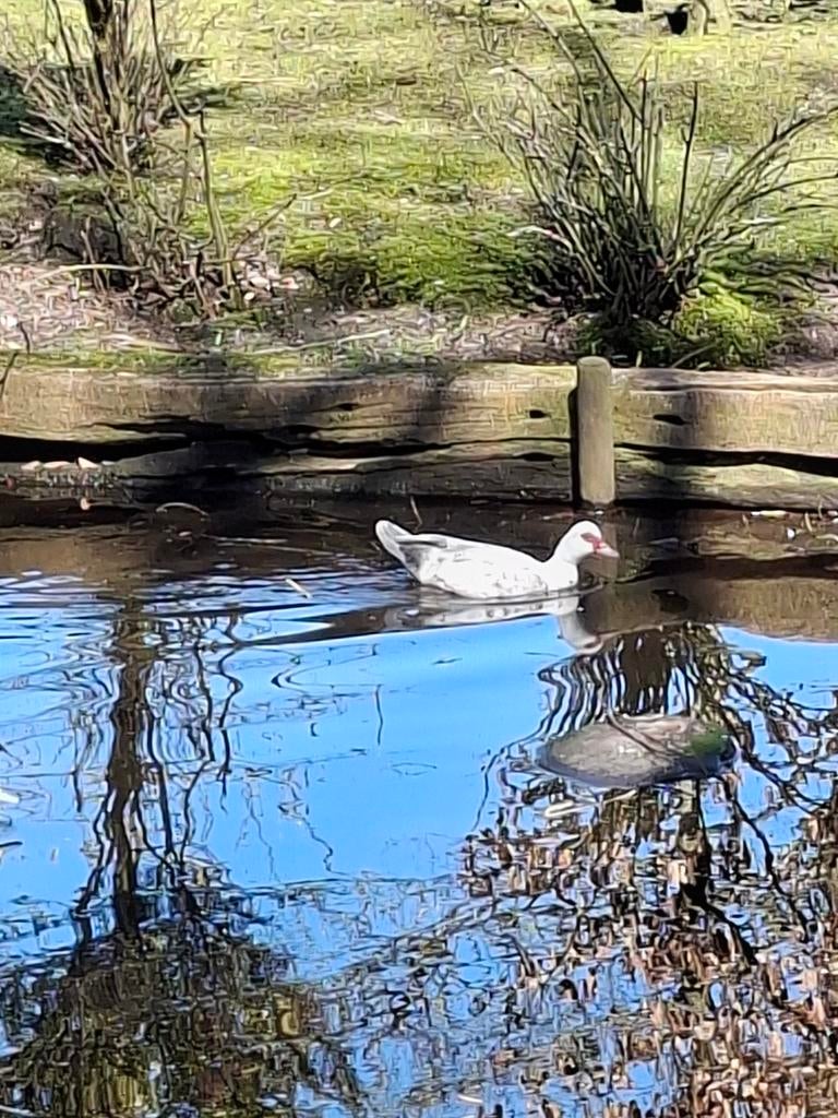 Muskus eend, Dieren en Toebehoren