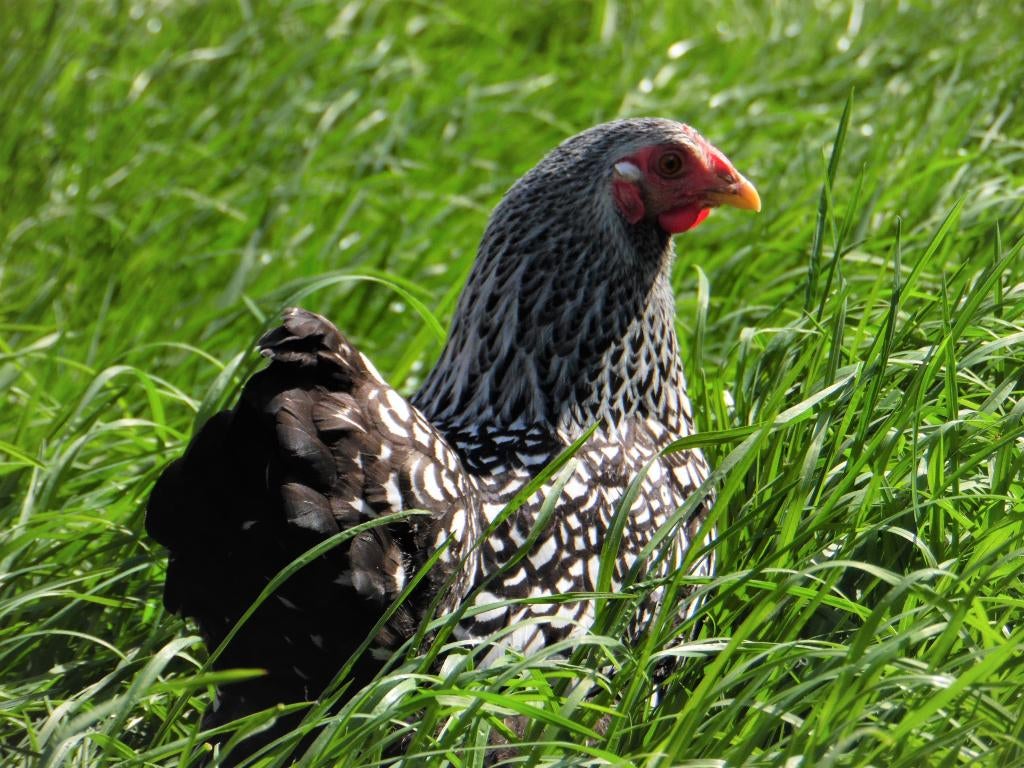 Wyandotte krielkip | Tamme kippen | Passend advies, Vrouwelijk, Kip