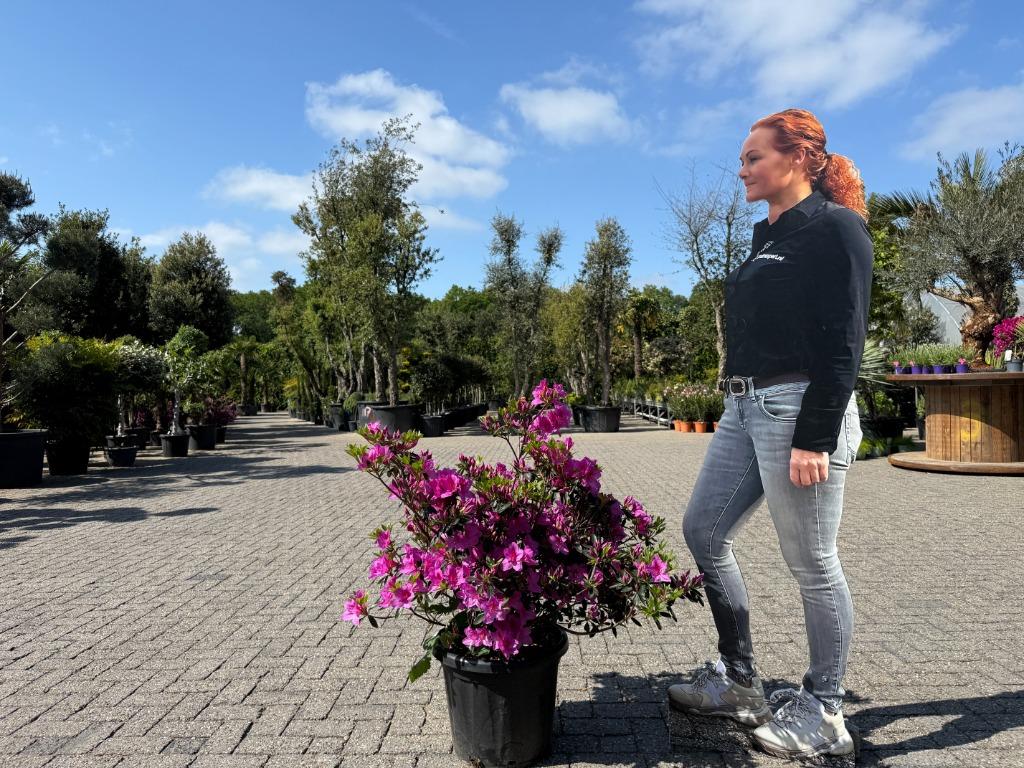 Azalea indica 'Mistral' planten te koop!!, Ophalen of Verzenden, Zomer, Overige soorten, Volle zon