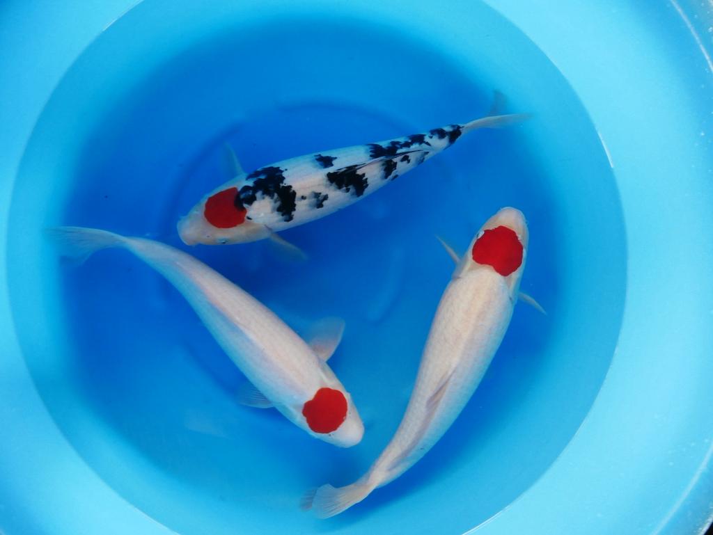 VHQ tancho kohaku SANKE, Dieren en Toebehoren, Karper of Koi