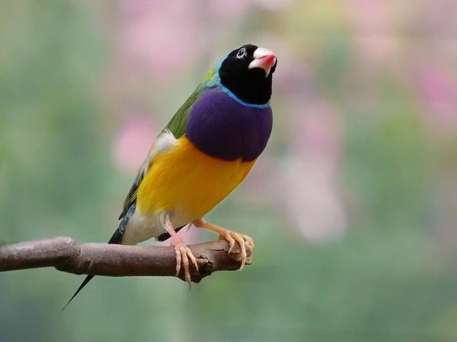 Gouldamadines, Dieren en Toebehoren, Meerdere dieren, Tropenvogel