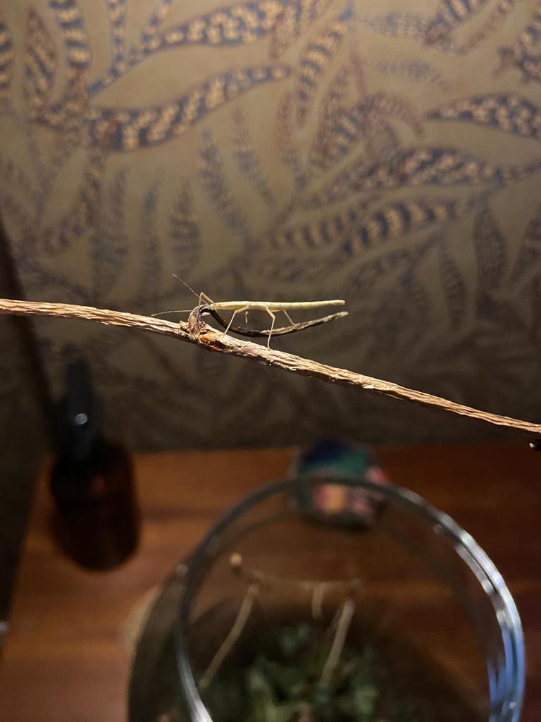 Wandelende takken, Wandelende tak