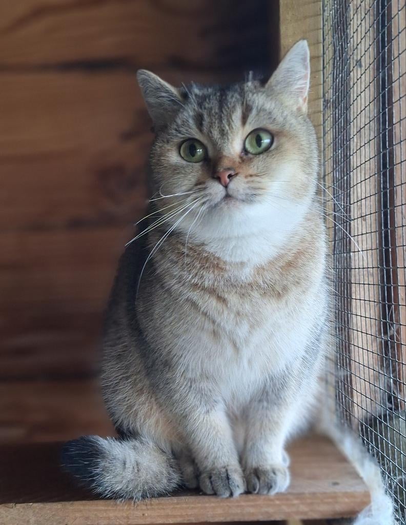 Brits korthaar poes met stamboom., Dieren en Toebehoren