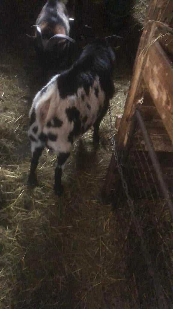 Dwergveiten bokken te huur., Mannelijk, Geit