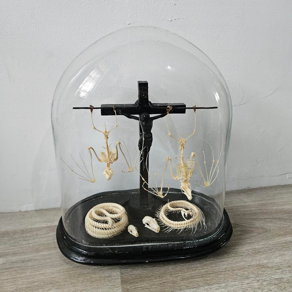 Skeletten in glazen stolp  opgezet opgezette Taxidermie, Ophalen, Zo goed als nieuw, Insect, Schedel