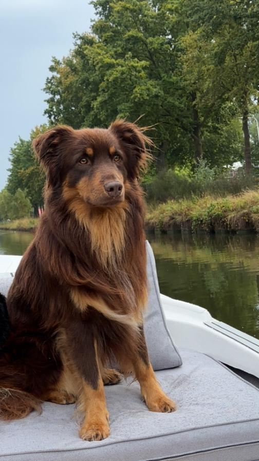 Australian sheperd dekreu, Dieren en Toebehoren, Reu, Parvo, Eén hond, 3 tot 5 jaar