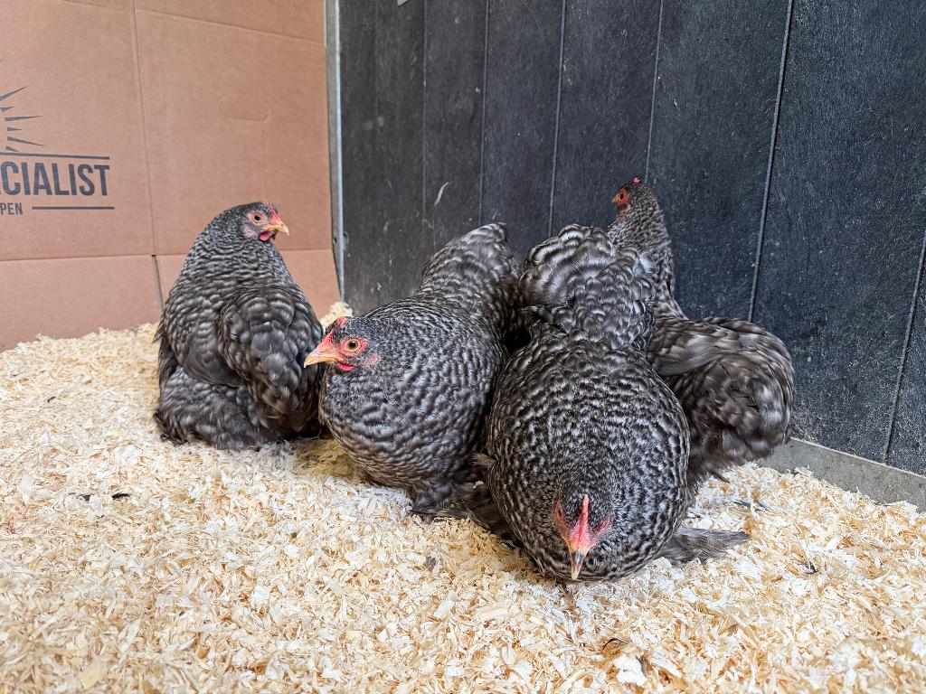 Jonge Cochin kriel koekoek patroon gesekst en ingeënt, Dieren en Toebehoren, Pluimvee, Vrouwelijk, Kip