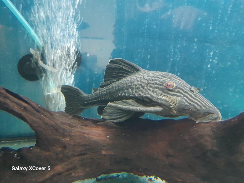 L190, Dieren en Toebehoren, Vissen | Aquariumvissen, Vis