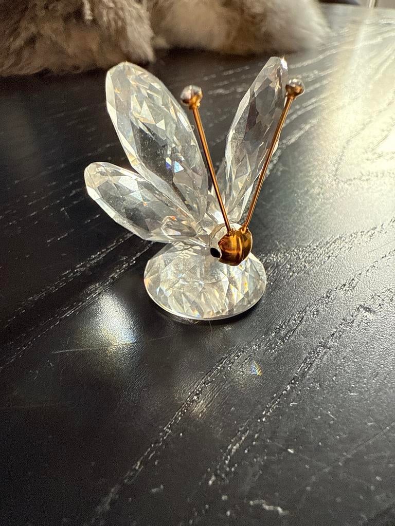 Sawrovski  vlinder, Ophalen