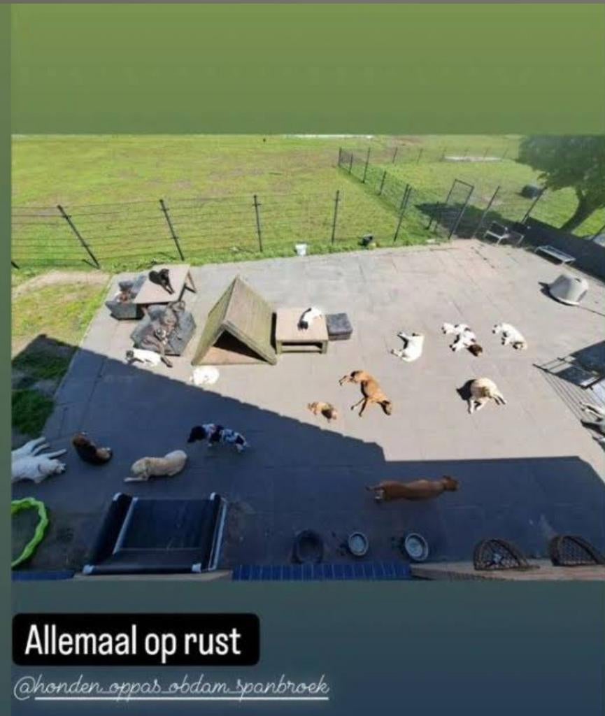 Honden vakantieopvang!