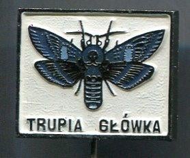 Trupia Gtowka vlinder zilverkleurig speldje ( N_056 ), Verzenden, Zo goed als nieuw, Dier of Natuur, Speldje of Pin
