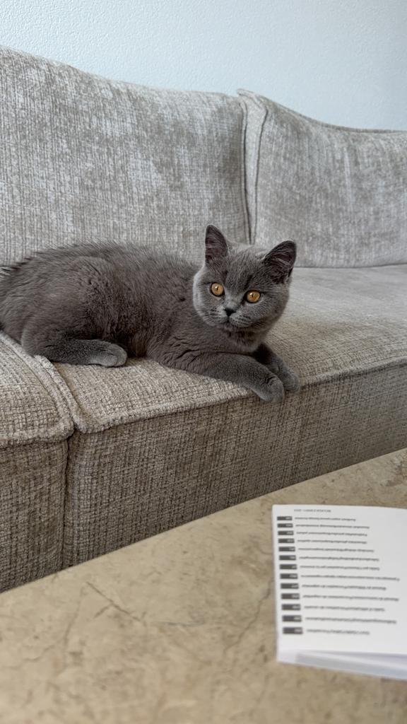 Britse kort haar kitten, Dieren en Toebehoren, Katten en Kittens | Raskatten | Korthaar, Poes, Met stamboom