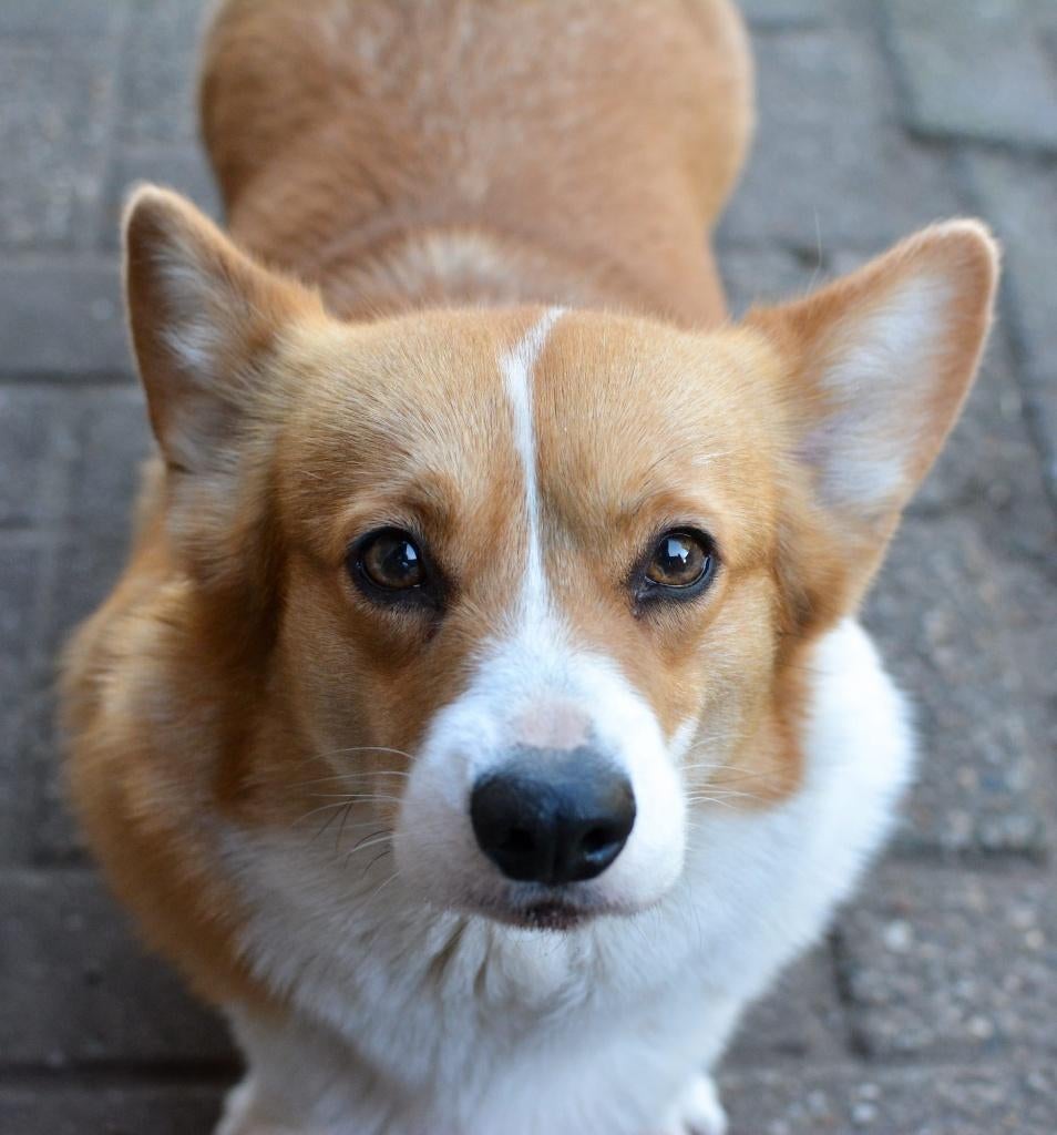 Welsh corgi pembroke, Dieren en Toebehoren, Honden | Herdershonden en Veedrijvers, Parvo, Nederland, Overige rassen, Meerdere