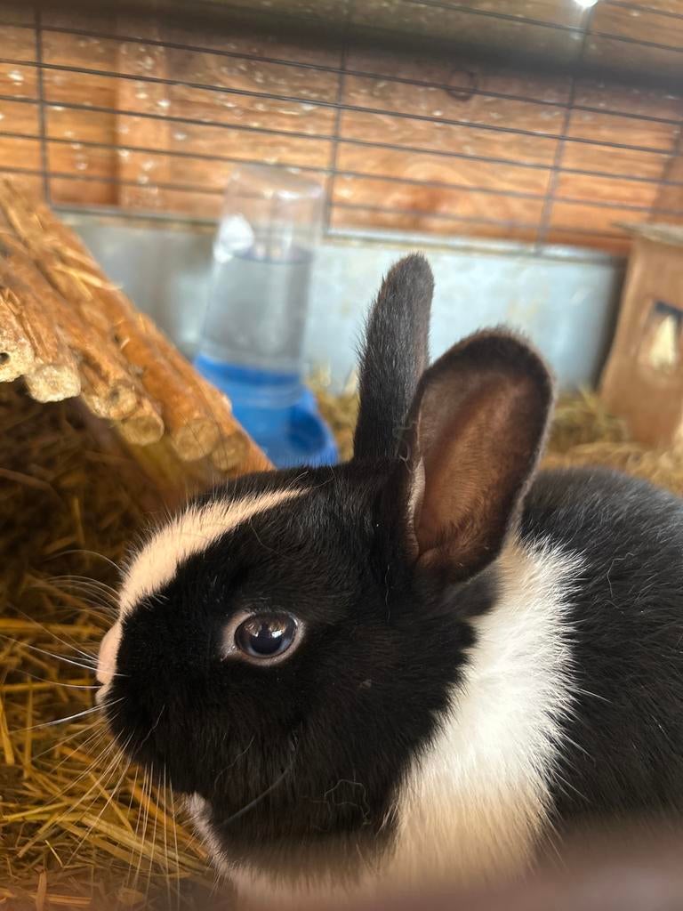 konijntje ram te koop, Dieren en Toebehoren, Konijnen, Mannelijk