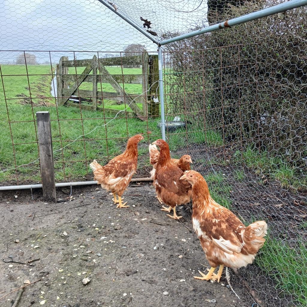 4 jonge leghennen te koop 16 weken oud, Vrouwelijk, Kip