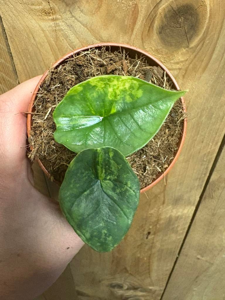 Alocasia platinum variegata plant albo white wit mint, Huis en Inrichting, Kamerplanten, Ophalen of Verzenden, Halfschaduw, Minder dan 100 cm