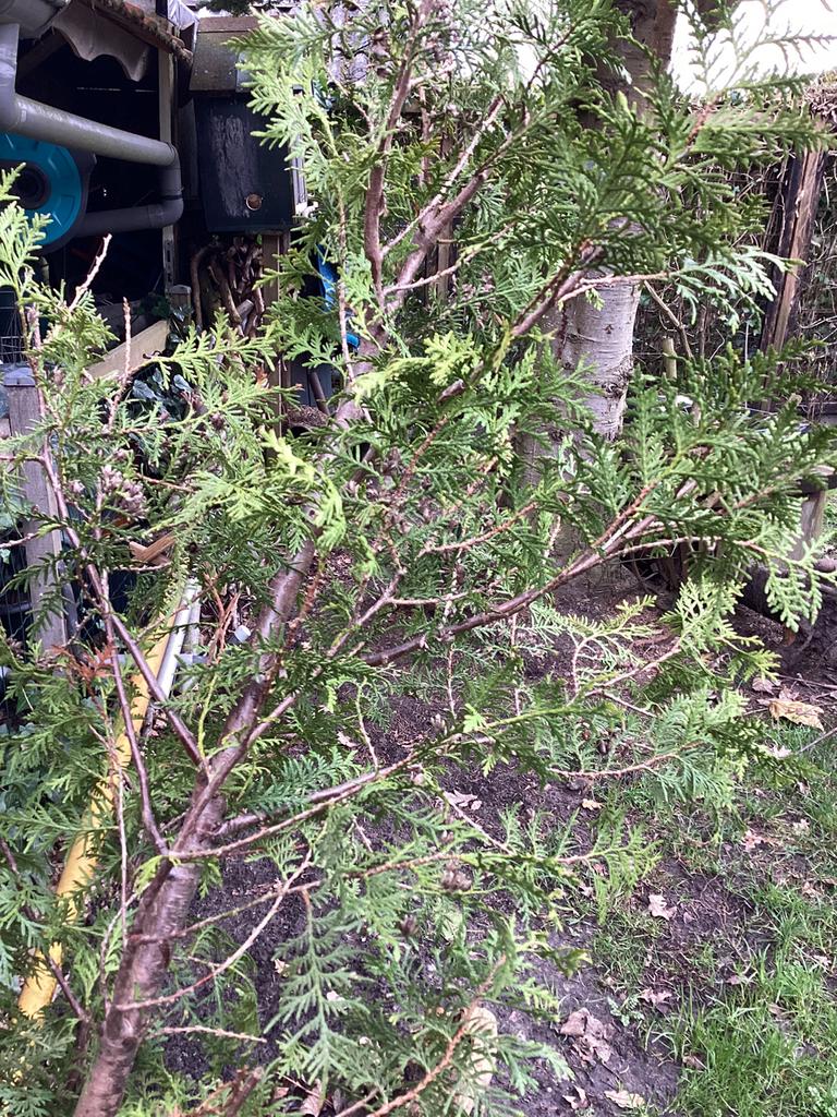 Conifeer, Tuin en Terras, Planten | Bomen, Bloeit niet, Halfschaduw, 100 tot 250 cm, Overige soorten