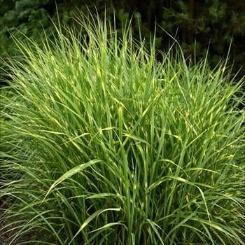 Zebragra(Chlorophytum), Tuin en Terras, Planten | Tuinplanten, Ophalen, Overige soorten, Volle zon