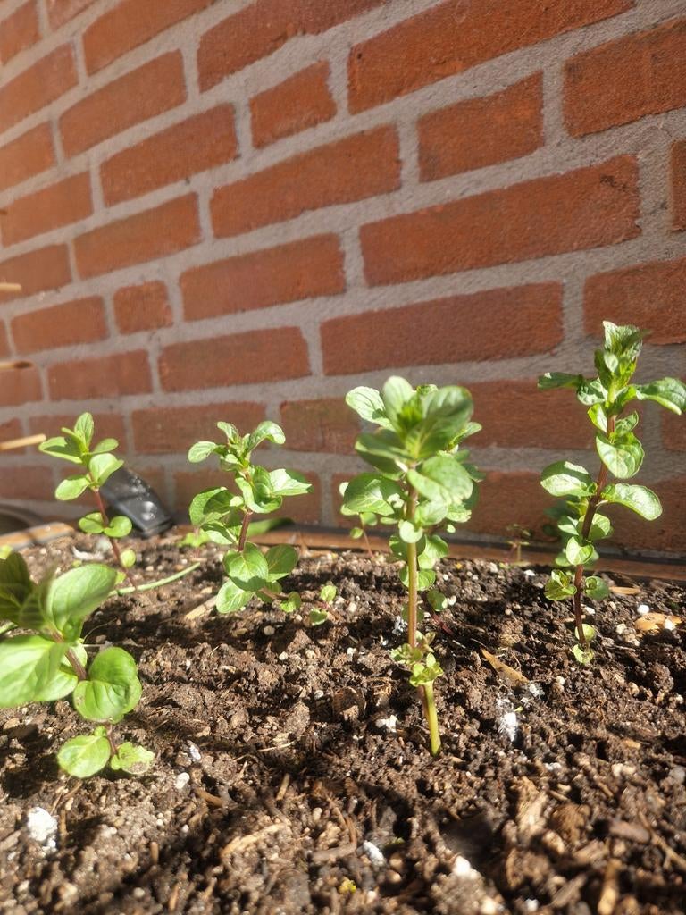Stekjes van muntplant (mentha), Ophalen of Verzenden, Volle zon