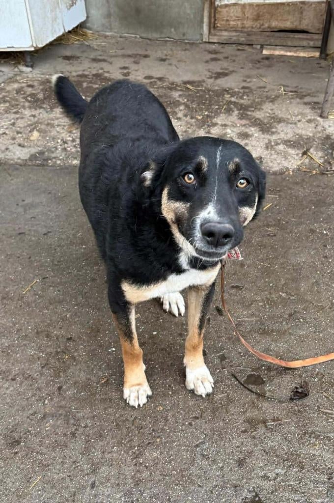MILO, Prachtige jonge reu, met hart van goud, middelmaat, Reu, 1 tot 2 jaar, Parvo, Eén hond
