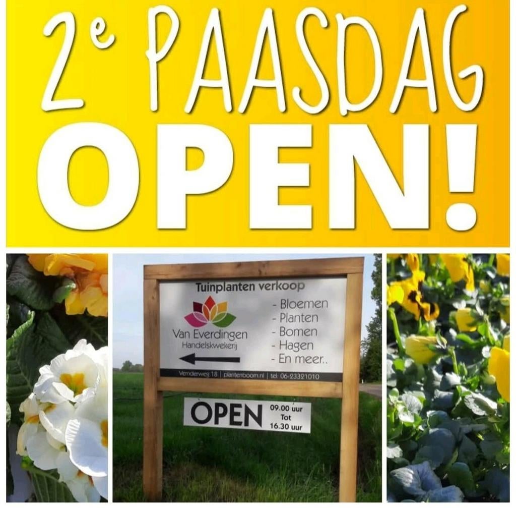 Goede vrijdag en 2de paasdag geopend!! Kwekerij tuincentrum, Ophalen of Verzenden, Overige soorten, Volle zon
