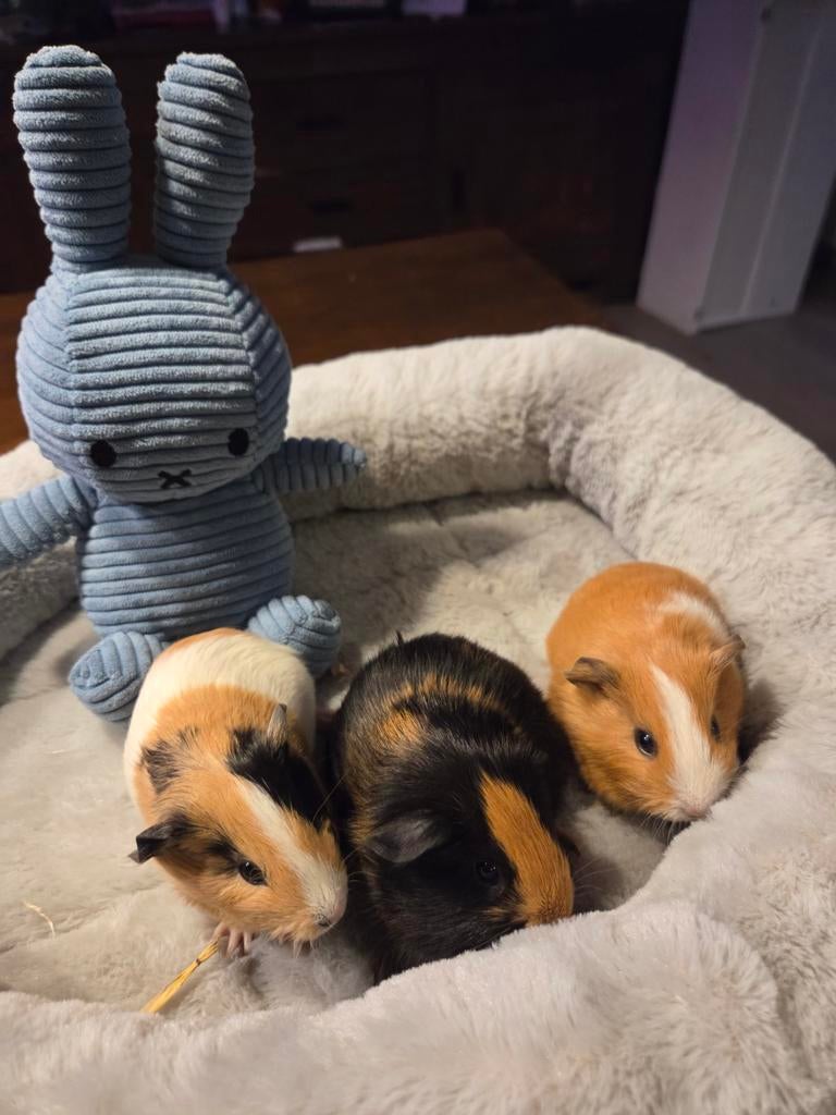 Diverse soorten jonge cavia's zeugjes beertjes., Februari, Meerdere dieren, Cavia