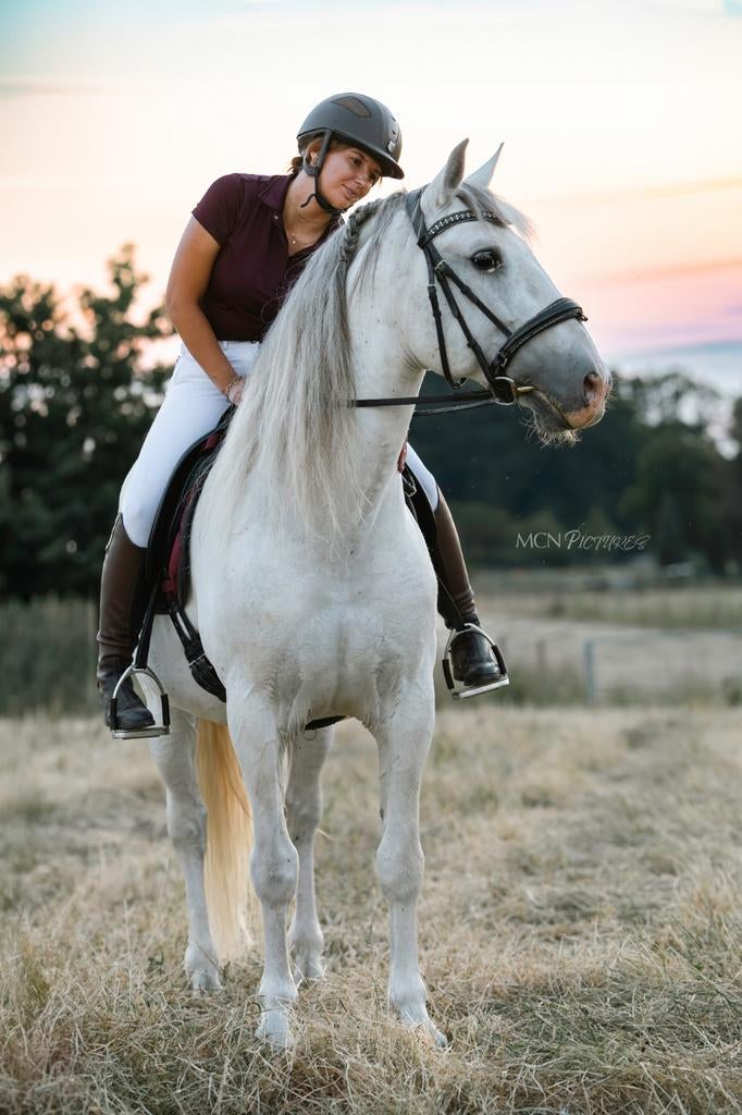 Ter dekking APTO P.R.E Hengst schimmel, Hengst