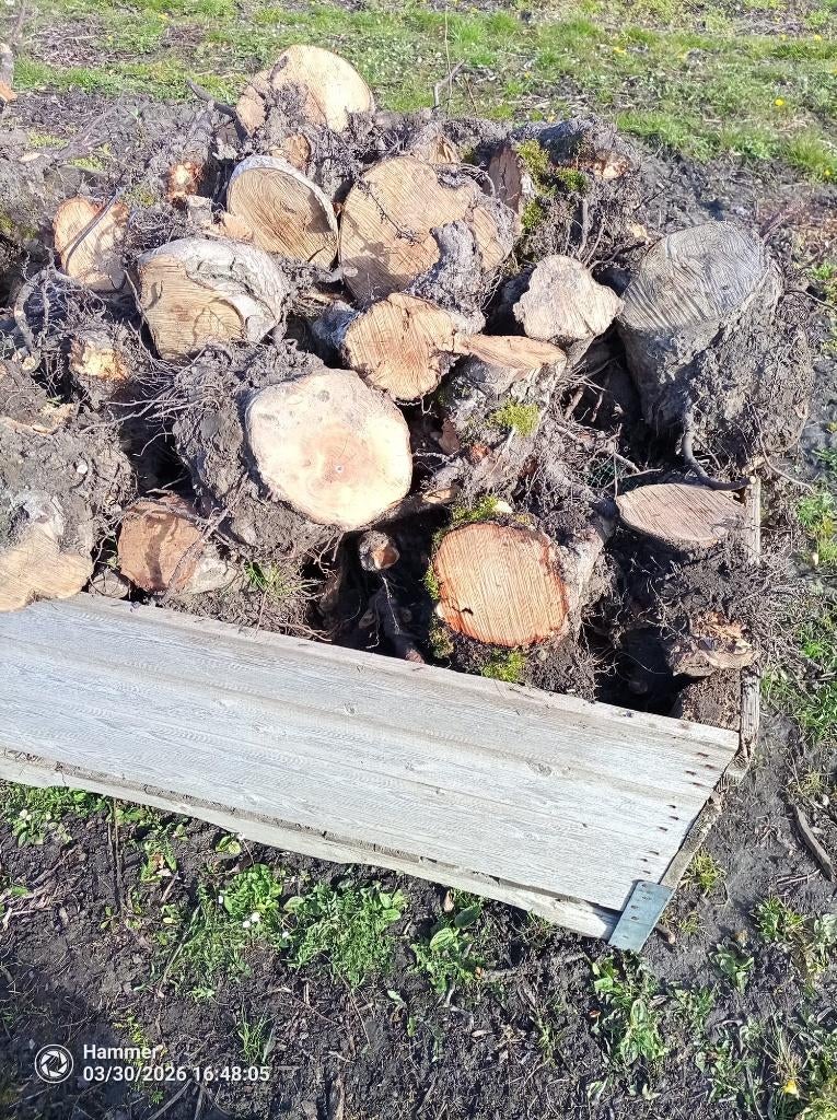 Openhaardhout appel stronken, pas gerooid., 6 m³ of meer, Ophalen, Overige houtsoorten, Blokken