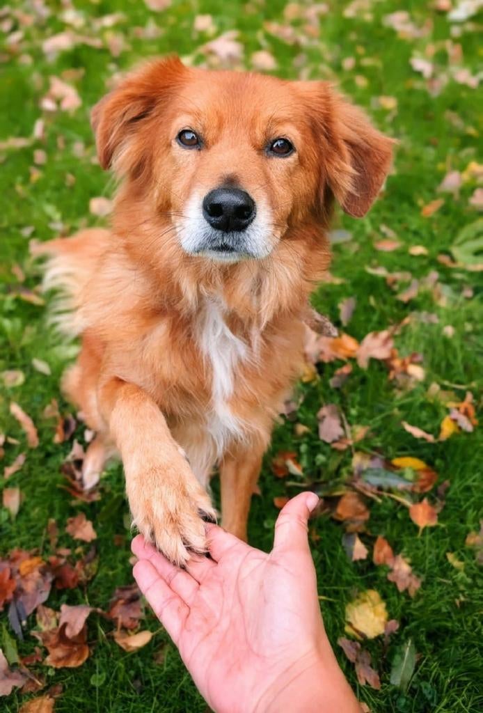 Lieve reu Steve van net 7 jaar zoekt een nieuw huisje, 6 jaar of ouder, Eén hond, Nederland, Particulier