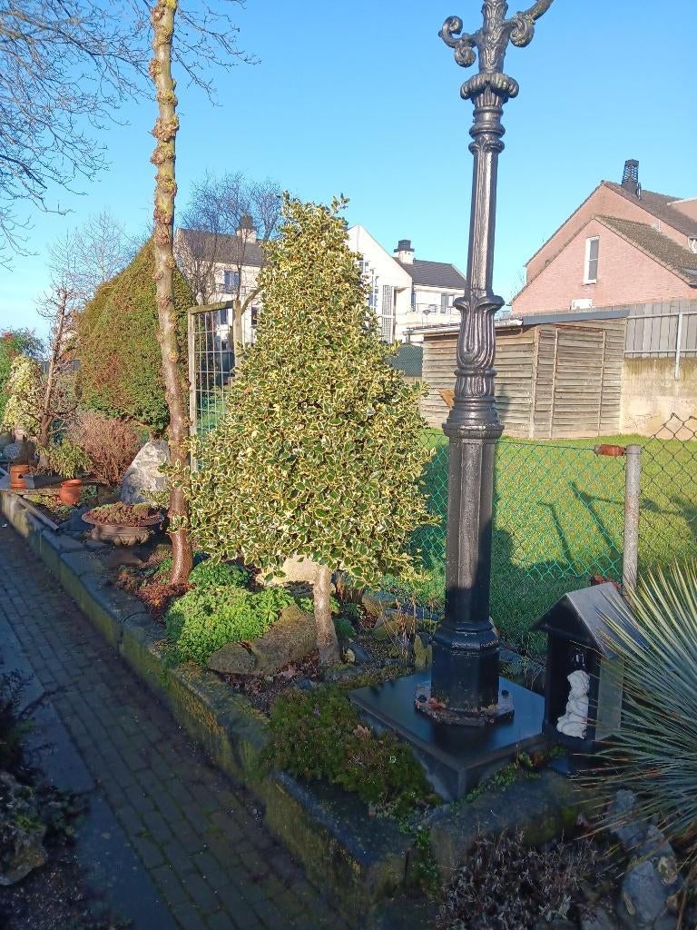 Bonte hulst, Vaste plant, Bloeit niet, Halfschaduw, Ophalen