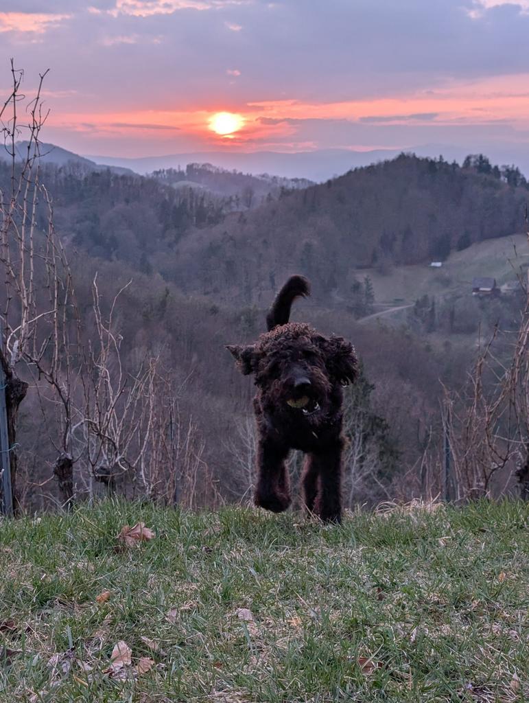 Wandelen / oppas voor hond Lucy, Ophalen