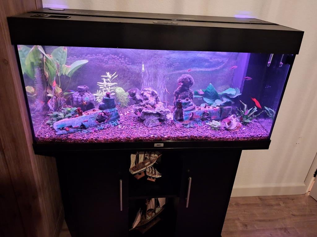 Juwel 180 aquarium, Ophalen of Verzenden, Zo goed als nieuw, Gevuld zoetwateraquarium