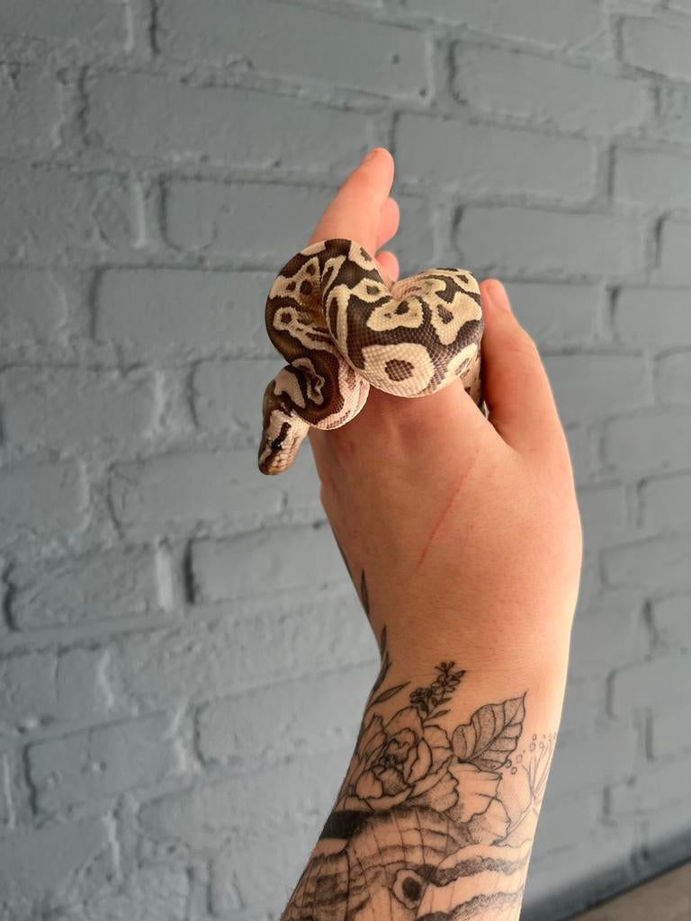 Koningspython Bamboo Desert Ghost Ball Python - male for sale from Romy