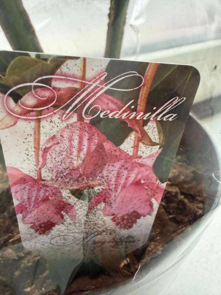 Medinilla plant, Overige soorten, Vaste plant, Ophalen of Verzenden, Halfschaduw