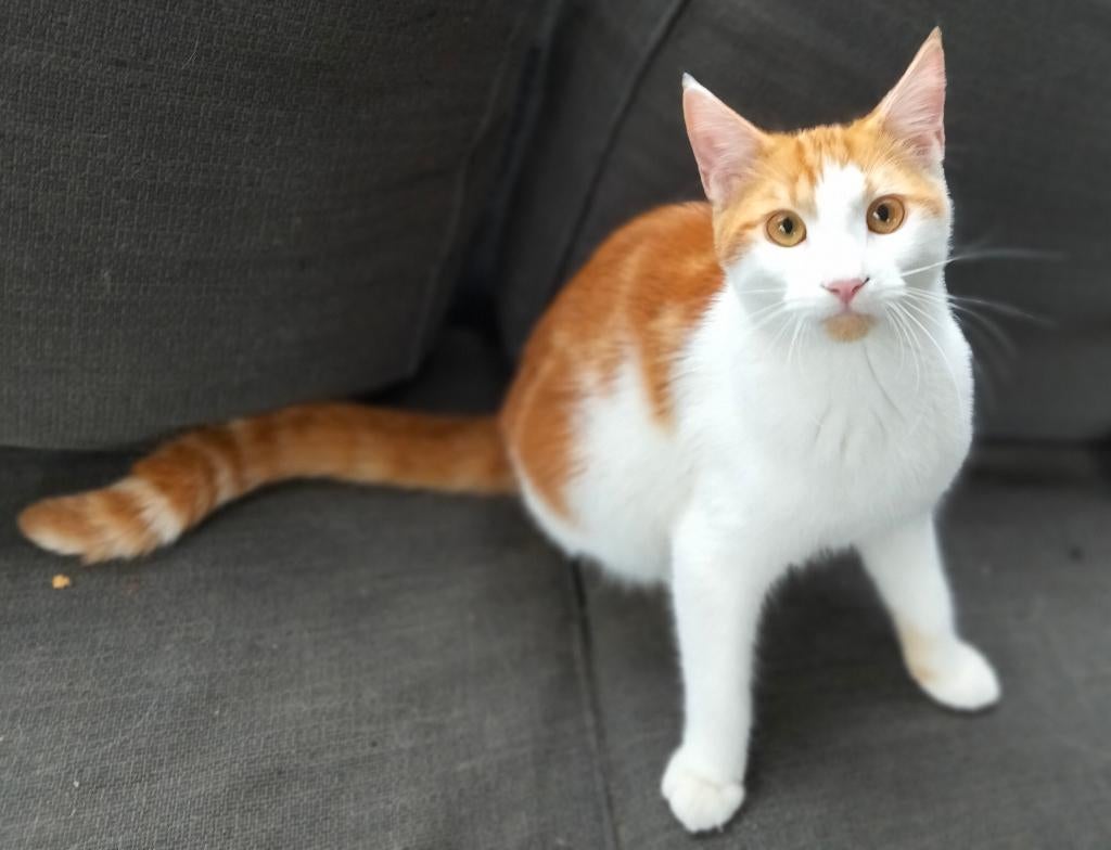 Maine coon x poesje, Poes, Gechipt, 0 tot 2 jaar