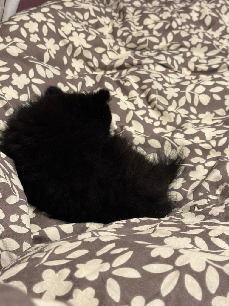 Pomchi, 15 weken tot 1 jaar, Overige rassen, Teef, Parvo