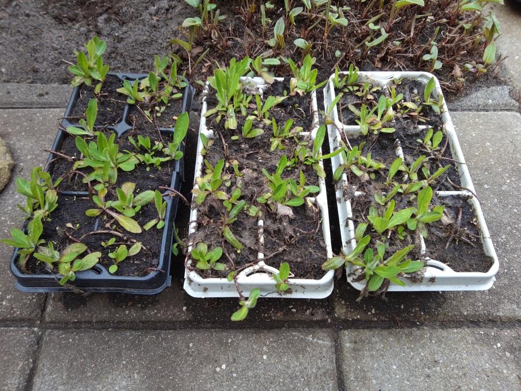 Oranje Havikskruid - Hieracium aurantiacum, Ophalen, Zomer, Vaste plant, Volle zon