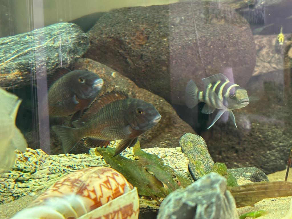 tropheus moliro red Tanganyika cichliden, Vis