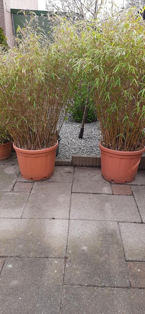 Bamboe in potten, 150 cm hoog, Tuin en Terras, Planten | Tuinplanten, Ophalen of Verzenden