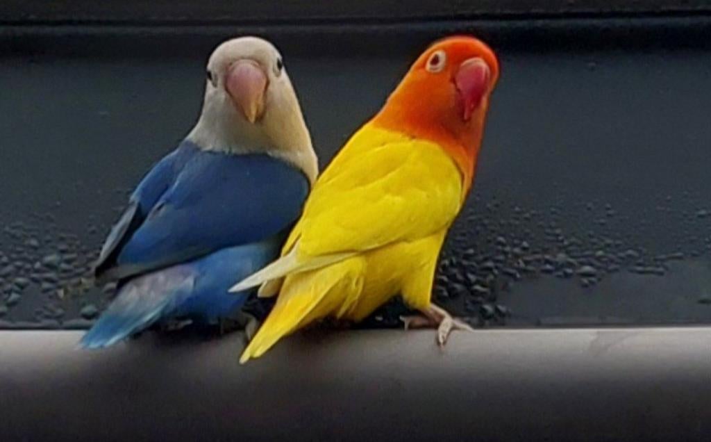 Koppel agapornis, Dieren en Toebehoren, Meerdere dieren, Dwergpapegaai of Agapornis