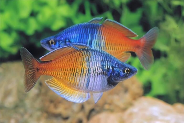 Melanotaenia boesemani Regenboogvis - Koidream Valburg, Dieren en Toebehoren, Vissen | Aquariumvissen, Vis, Zoetwatervis