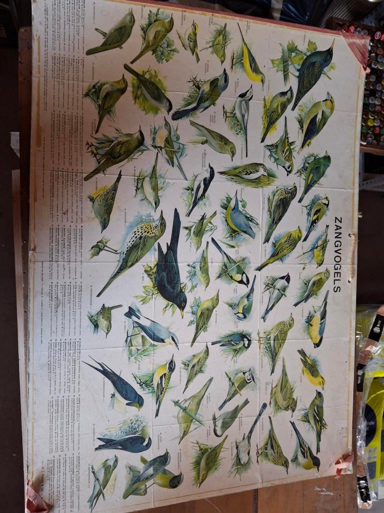 Vintage wandplaat zangvogels - Educatief en decoratief, Ophalen