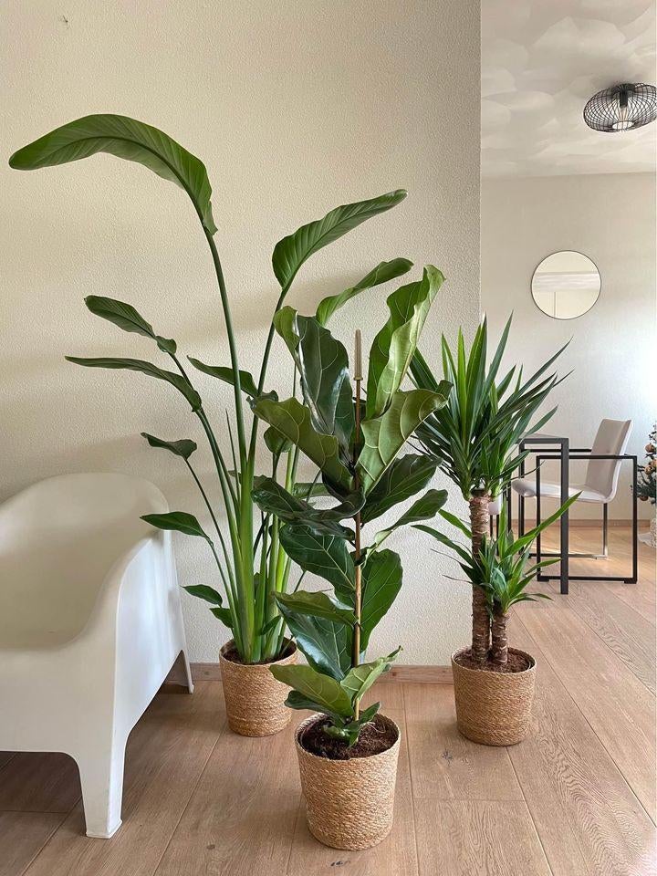 3 For 120- Strelitzia Nicolai & Ficus Lyrata & Yucca, Ophalen, Ficus, Halfschaduw, In pot