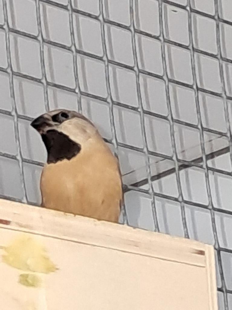 Spitsstaartamadine, Geslacht onbekend, Tropenvogel, Geringd