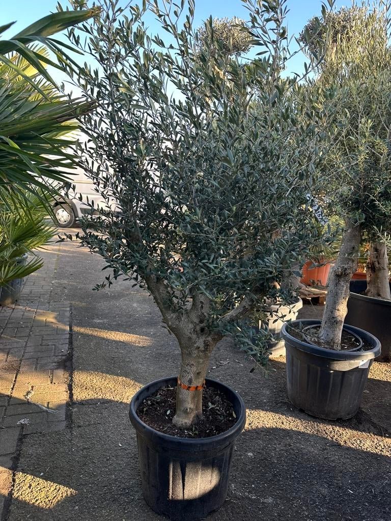 Olijfbomen bol op stam, 100 tot 250 cm, Olijfboom, Zomer, Ophalen