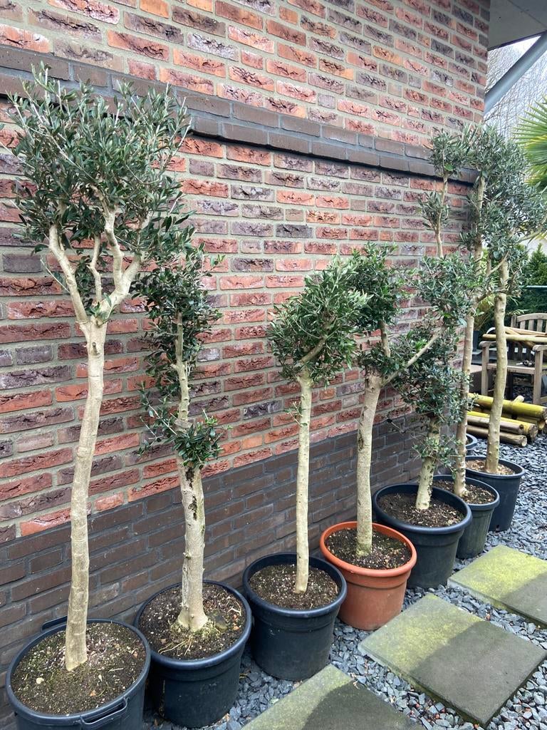 Olijfbomen, Lente, 100 tot 250 cm, Olijfboom, Ophalen