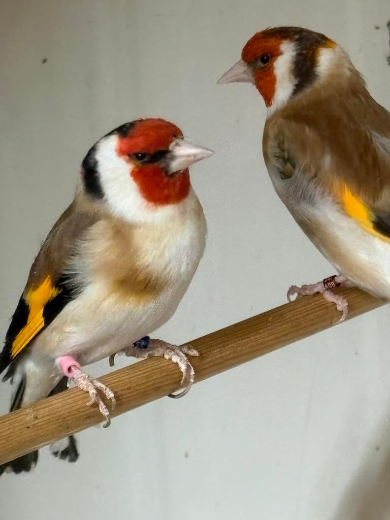 Major putter mannen, Dieren en Toebehoren, Mannelijk, Wildzangvogel, Geringd