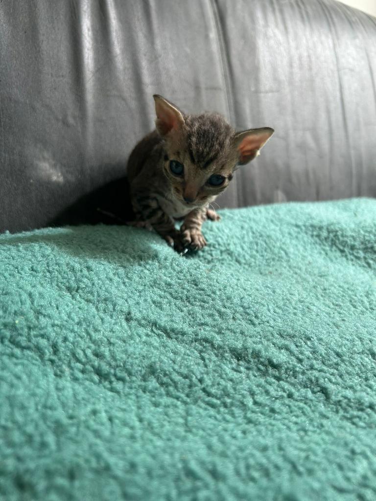 Cornish rex kitten, Dieren en Toebehoren, Ontwormd, 0 tot 2 jaar